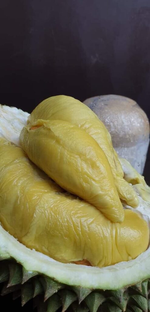 Hougang durian