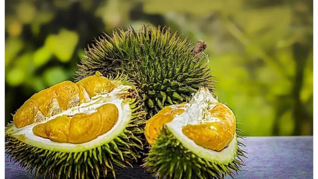Best durian puree