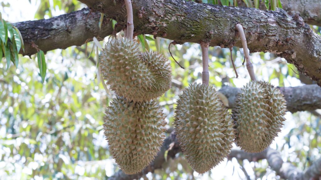 Durian
