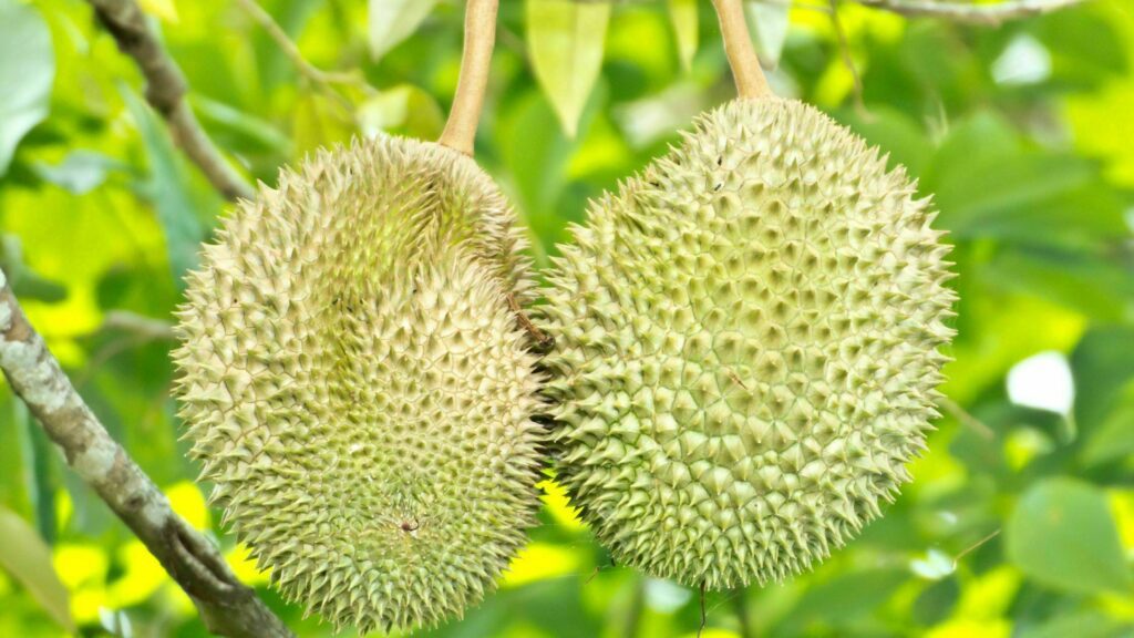 Durian: exploring the king of fruits
