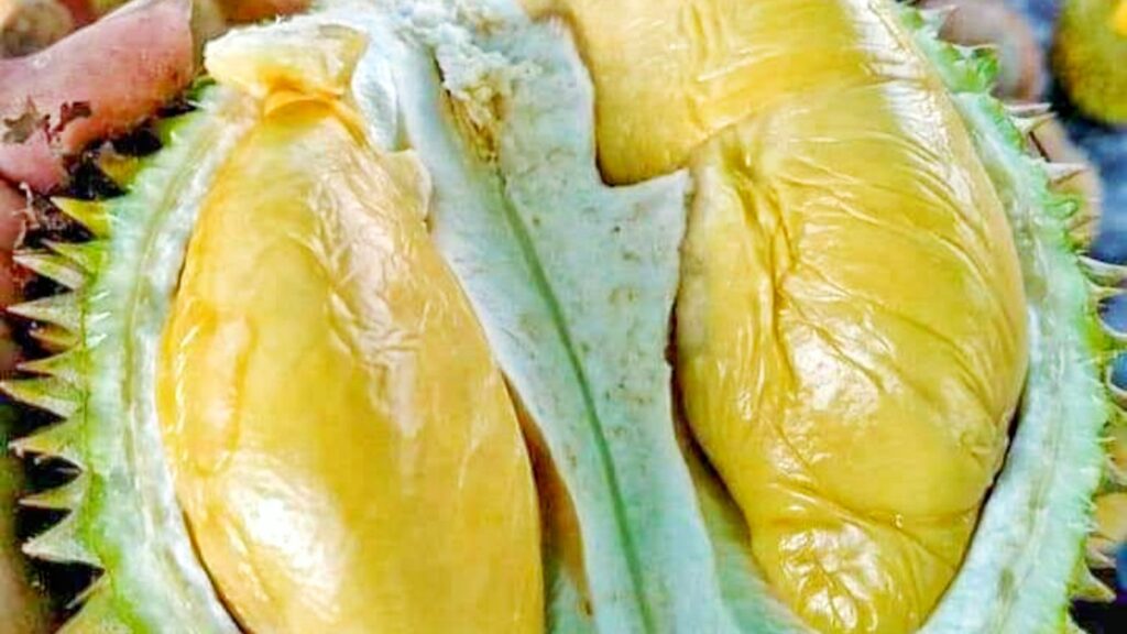 Durian tasting,exotic durian varieties