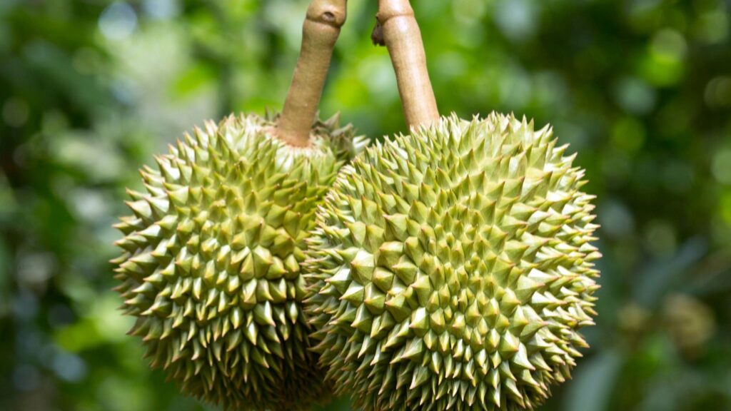 Unlocking The Flavor Of D13 Durian: A Guide To The Perfect Bite D13 durian flavor guide