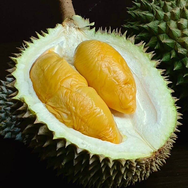 D88 Durian - Durian Express Delivery