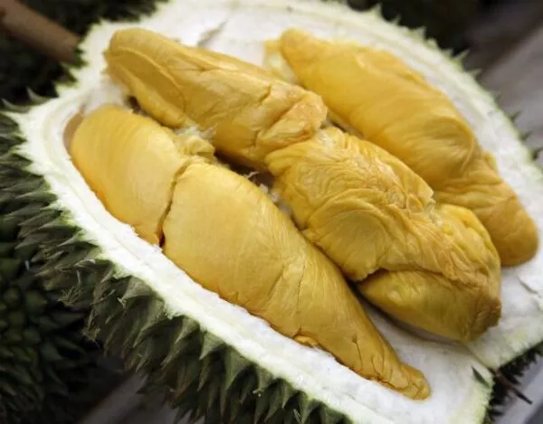 D101 durian