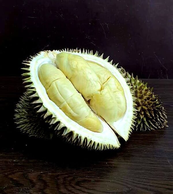 Jin feng durian