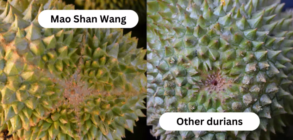 Mao shan wang durian