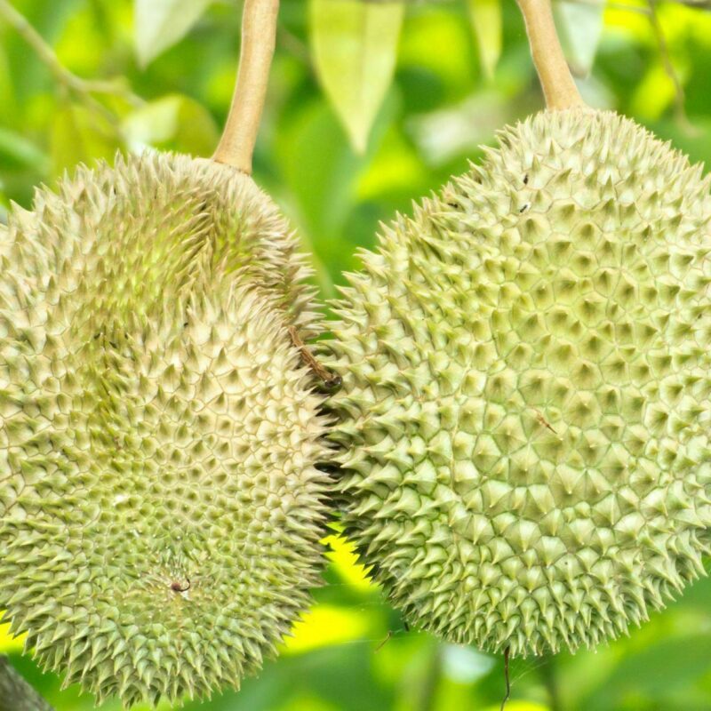 Durian: Exploring the King of Fruits