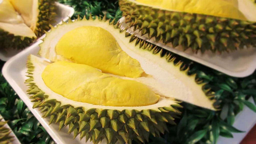 Durian tasting,exotic durian varieties