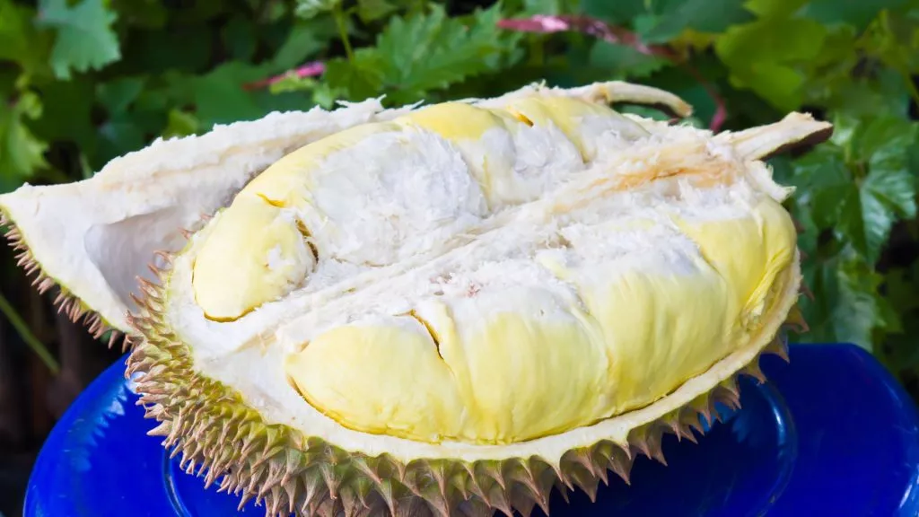 Flavor of d88 durian
