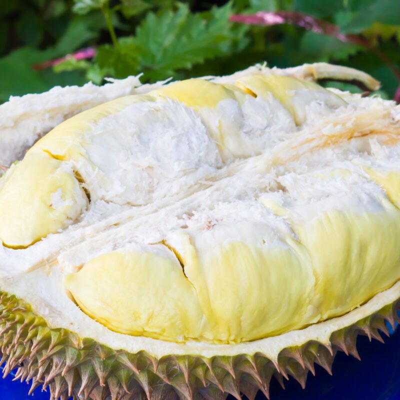 Flavor of D88 Durian