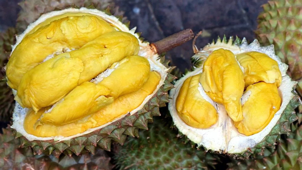 Butter king durian characteristics