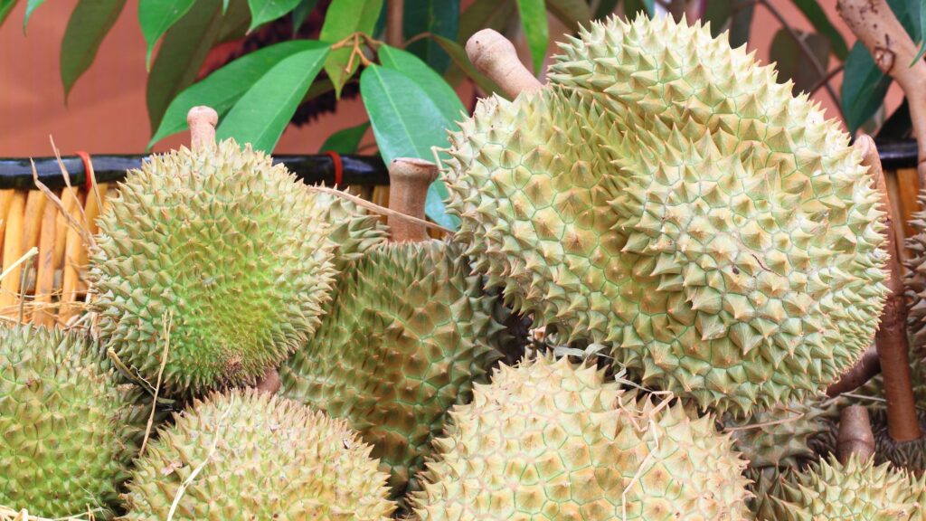 xo durian versus d24
