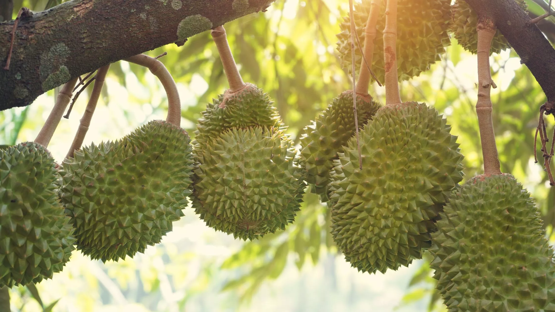 Butter King Durian: The Golden Gem Among Durian Varieties