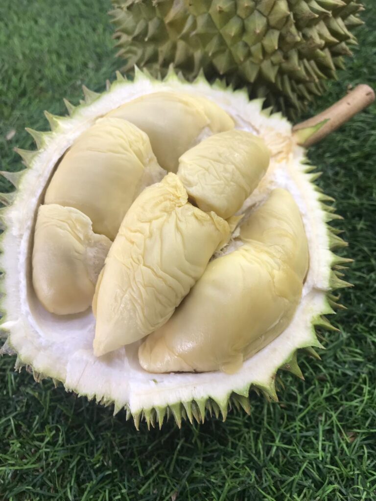 xo durian versus d24