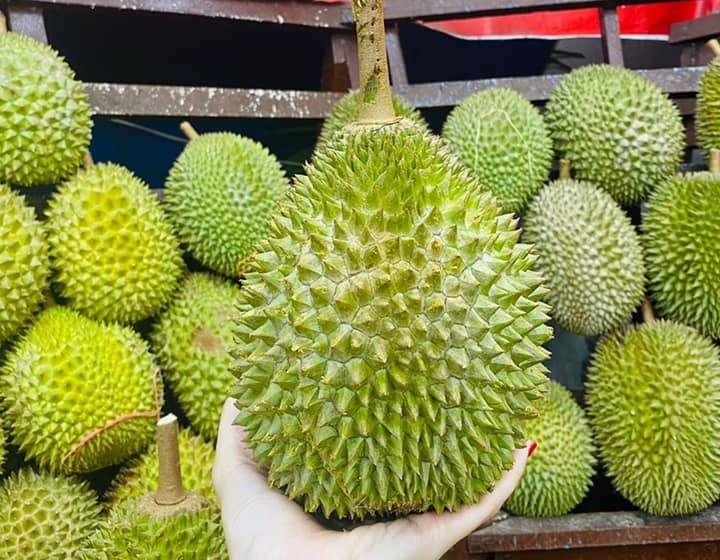 Differences between xo and d24 durian