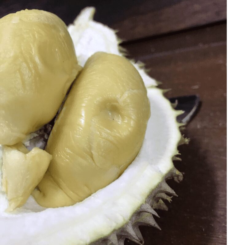 XO DURIAN VERSUS D24