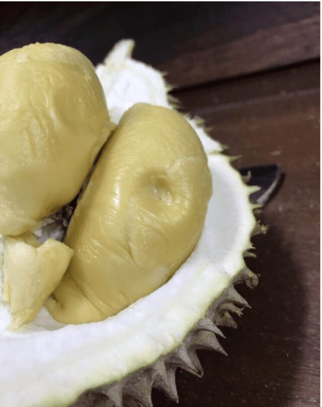Xo durian versus d24